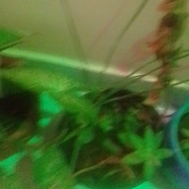 Photo of the plant species Walking Fern by @PrizeIvorysedge named LiloStitch on Greg, the plant care app