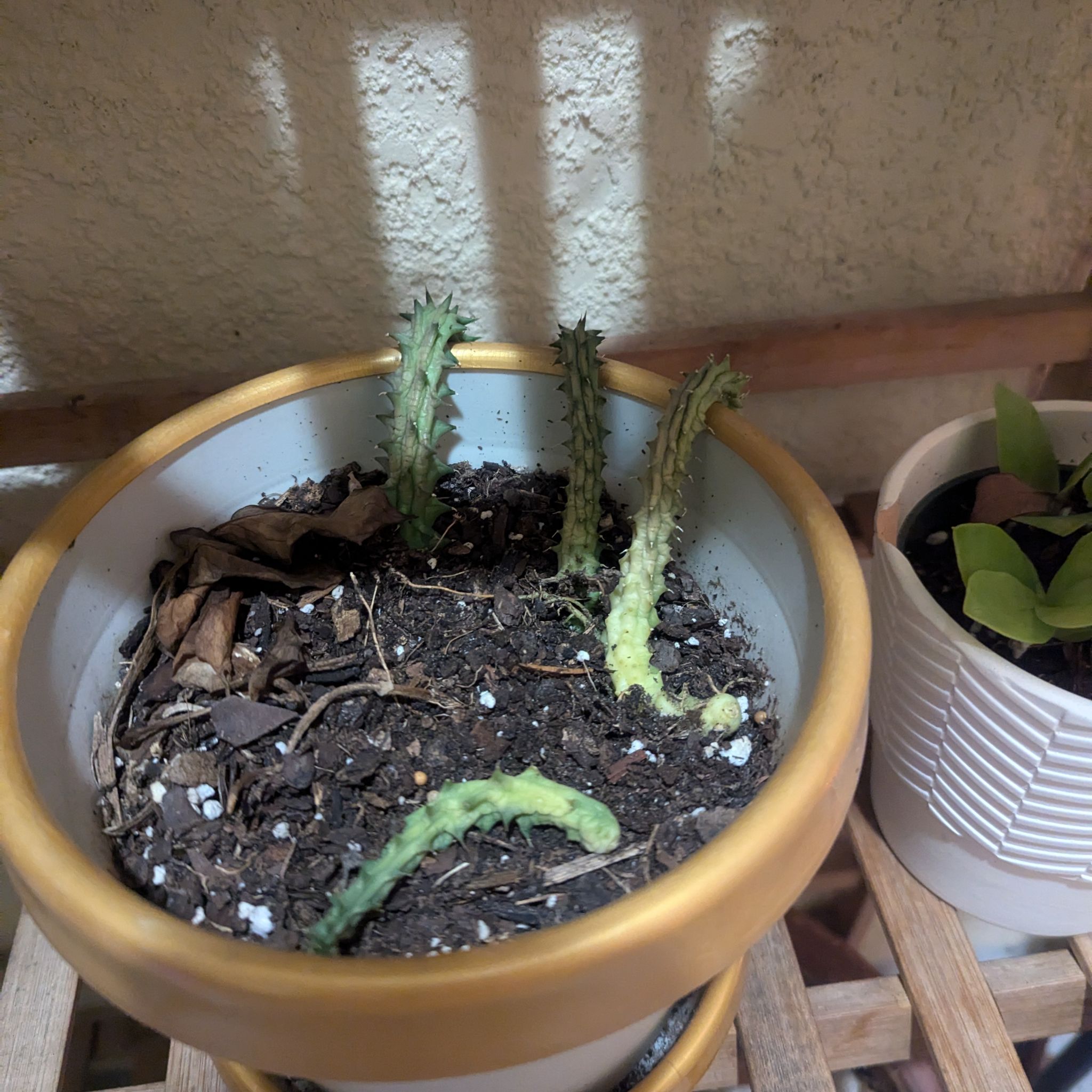 Photo of the plant species Red Dragon Succulent Cactus by @BoldWarnockia named Tolkien on Greg, the plant care app