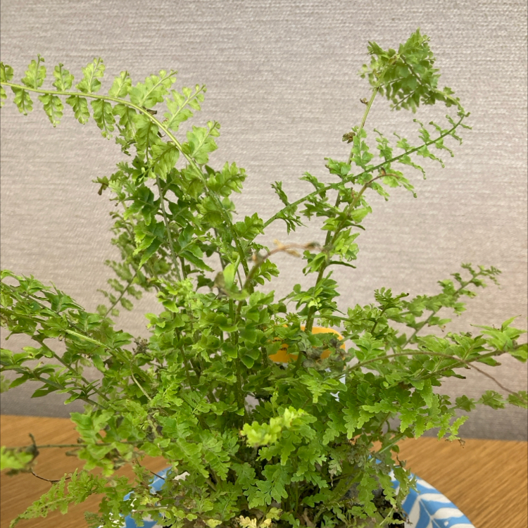 Photo of the plant species Boston Fern 'Green Fantasy' by @Hawaiianpothos named Fantasia on Greg, the plant care app