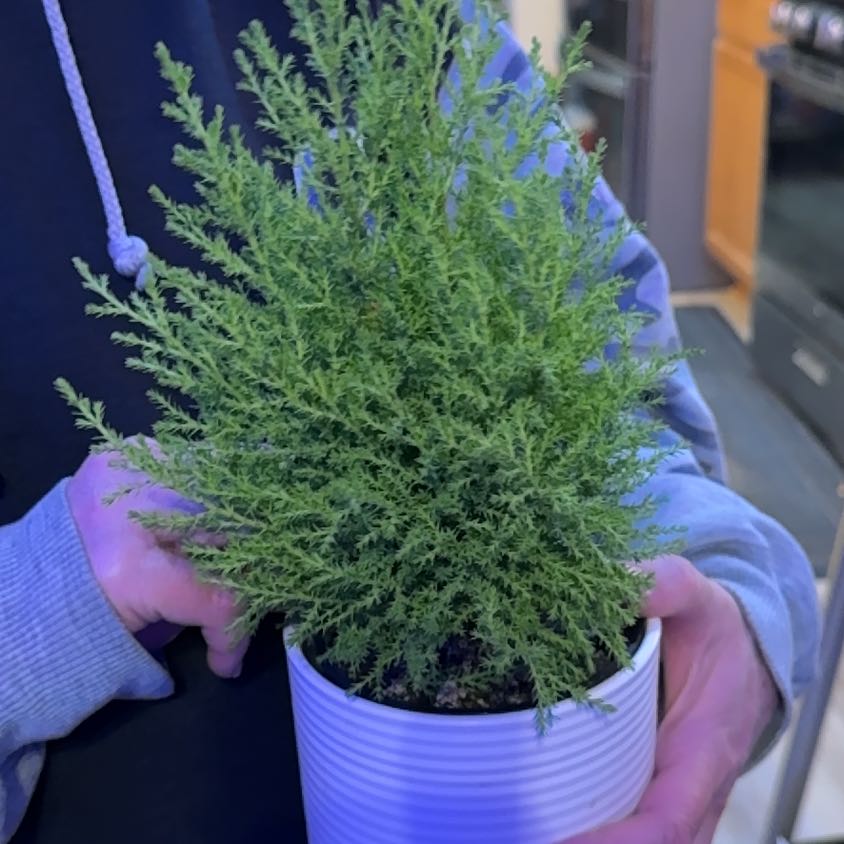 Photo of the plant species Monterey Cypress by @TryHope9 named Beyonce on Greg, the plant care app