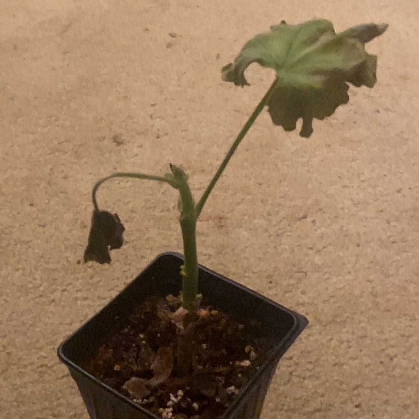 Photo of the plant species Red geraniums by @FinestKalopanax named Aria on Greg, the plant care app