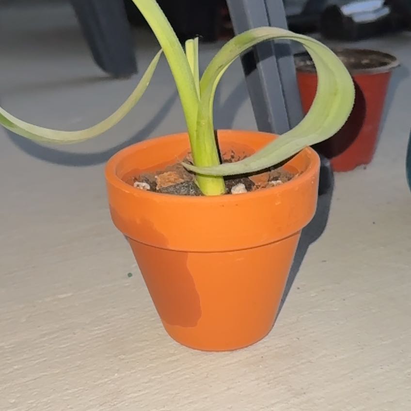 Photo of the plant species Worsley's Paphiopedilum by @RuggedHawthorn named Anne on Greg, the plant care app