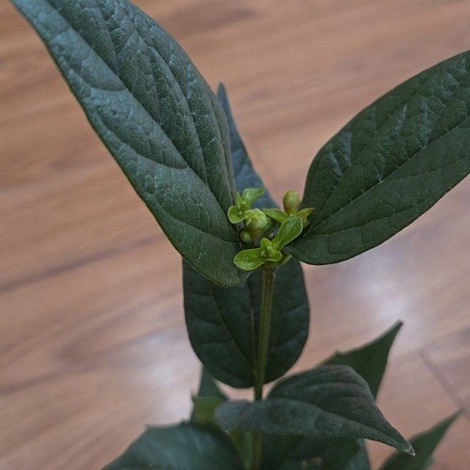 Photo of the plant species White Night Blooming Jasmine by @KeenPlumpaisley named Ronaldo on Greg, the plant care app
