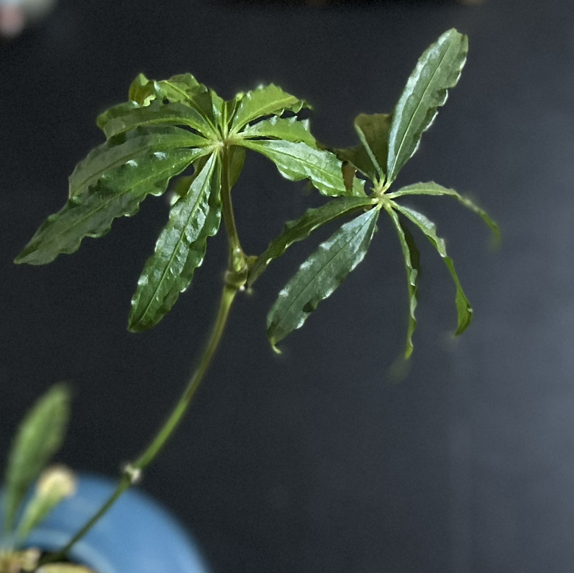 Photo of the plant species Anthurium polystichum by @BuddingPitayita named Pollyanna on Greg, the plant care app