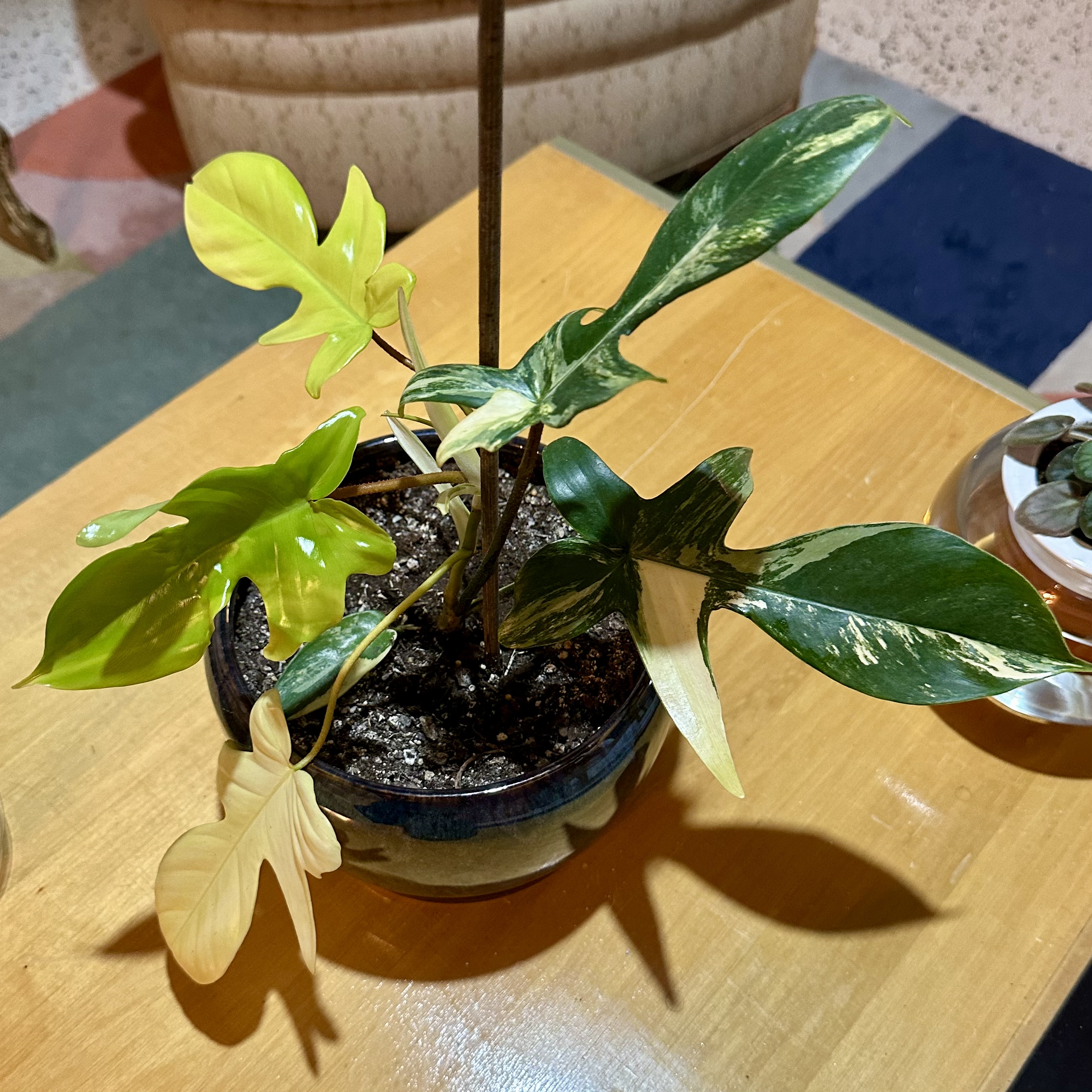 Photo of the plant species Philodendron 'Florida Beauty' by @BuddingPitayita named Sunrise on Greg, the plant care app