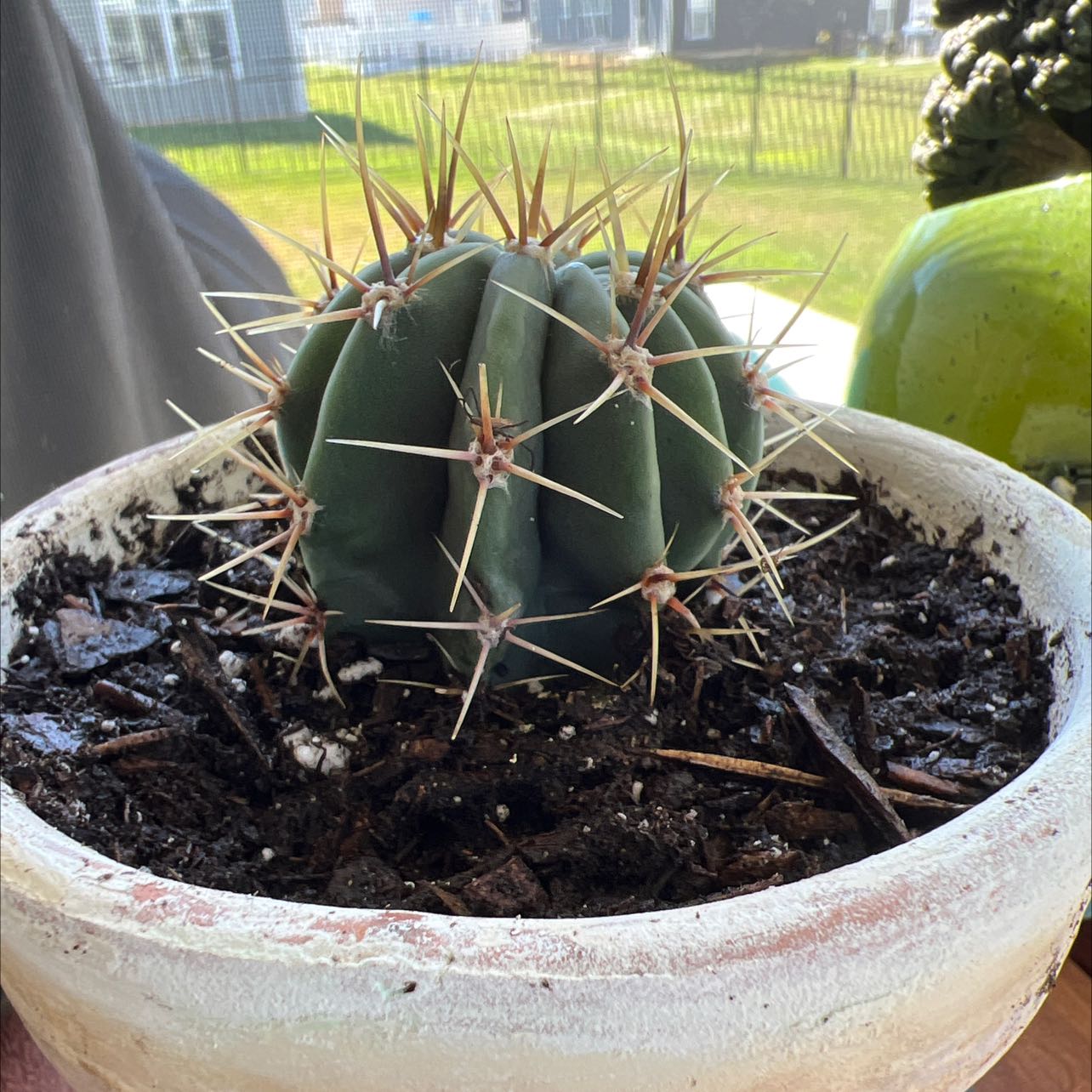 Sonora Barrel cactus in a pot with visible soil, appearing healthy.