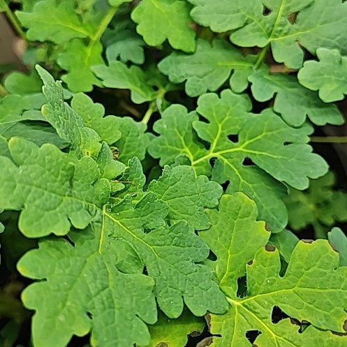 Photo of the plant species Celandine Poppy by @UpholderKanna named Mando on Greg, the plant care app