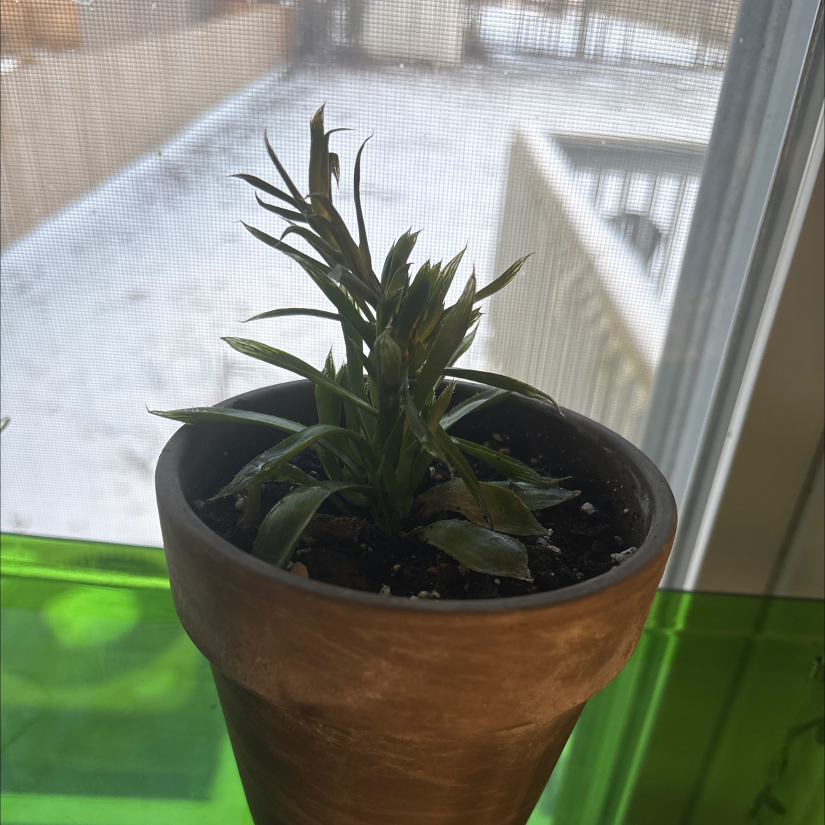 Photo of the plant species Haworthia Cooperi var. Cooperi by @BigWhitefir81 named Ulysses S Plant on Greg, the plant care app