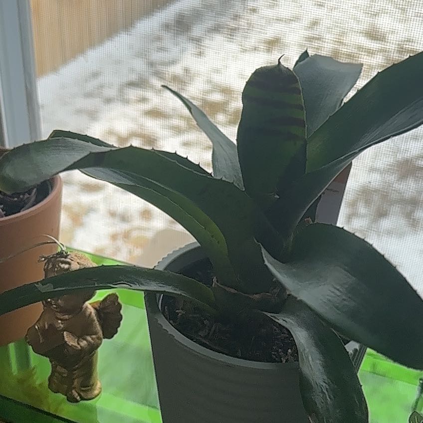 Photo of the plant species Bromelaid by @BigWhitefir81 named Baesil on Greg, the plant care app
