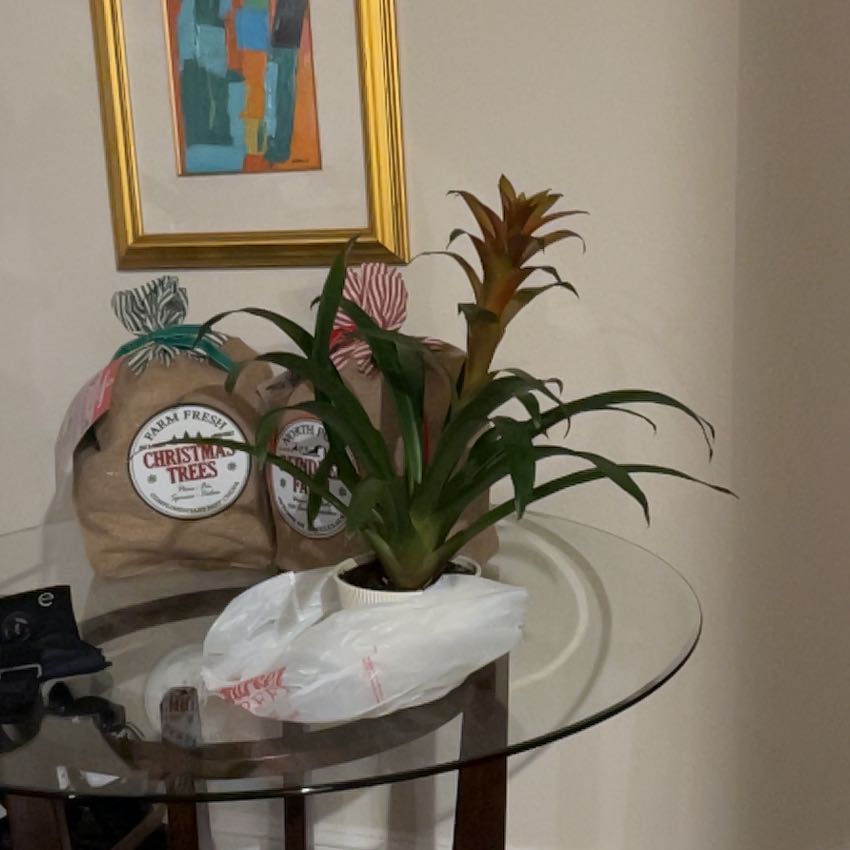 Photo of the plant species Bromeliads by @Silly_Goober named Little Boy on Greg, the plant care app
