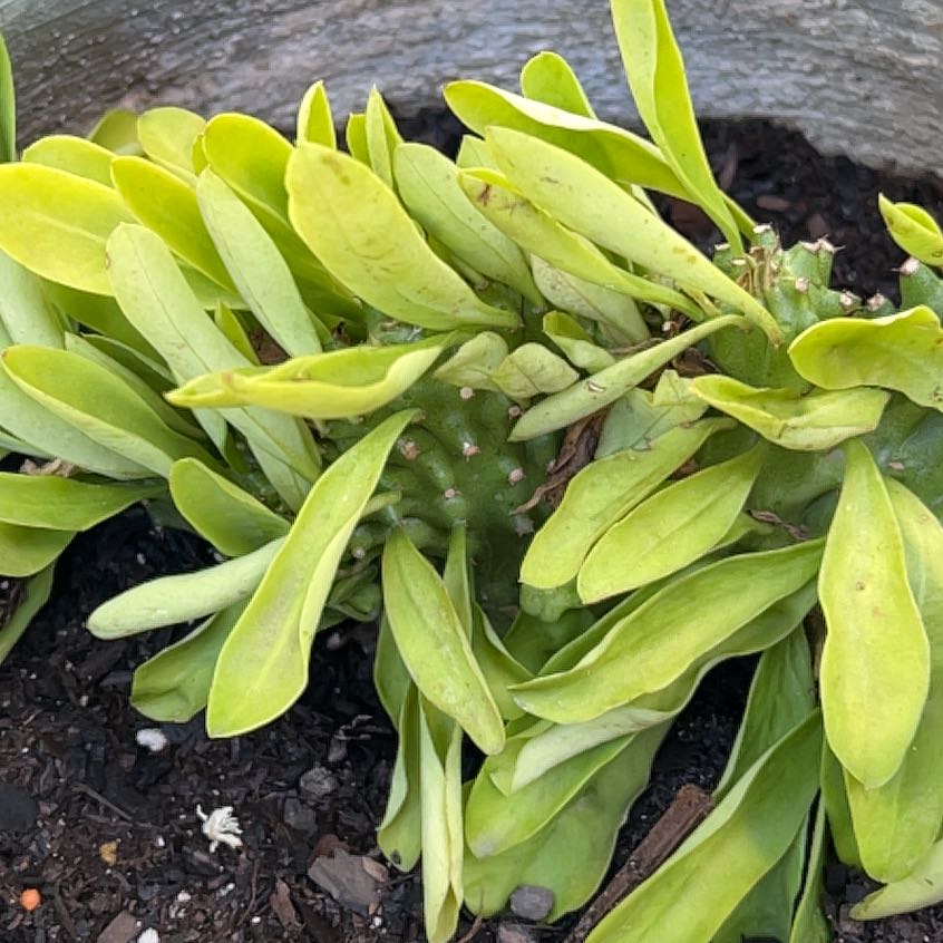 Photo of the plant species beach cabbage by @PiousGoldenpine named Dax on Greg, the plant care app