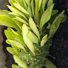 Photo of the plant species beach cabbage by @PiousGoldenpine named Miley on Greg, the plant care app