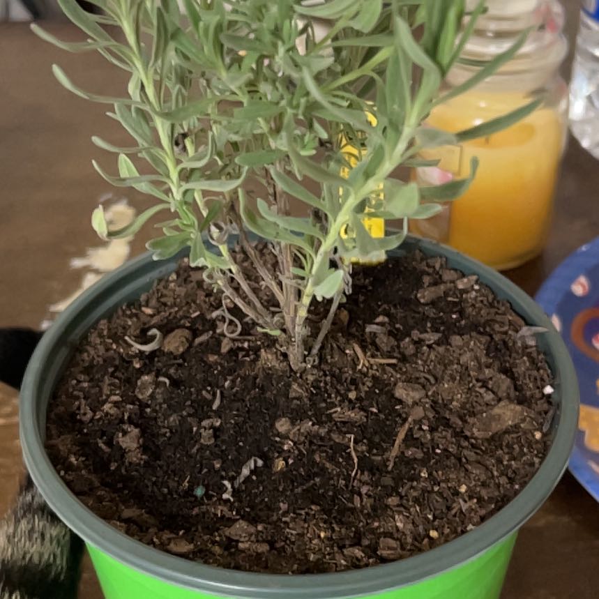 Photo of the plant species Sweet Lavender by @SugarNavelwort named Achilles on Greg, the plant care app