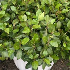 Photo of the plant species Khat by @Cliffcotyledon named Anne on Greg, the plant care app