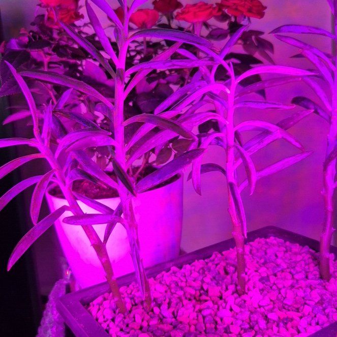 Photo of the plant species Turquoise Tentacles Curio by @ProlificAnahaw named Marilyn on Greg, the plant care app