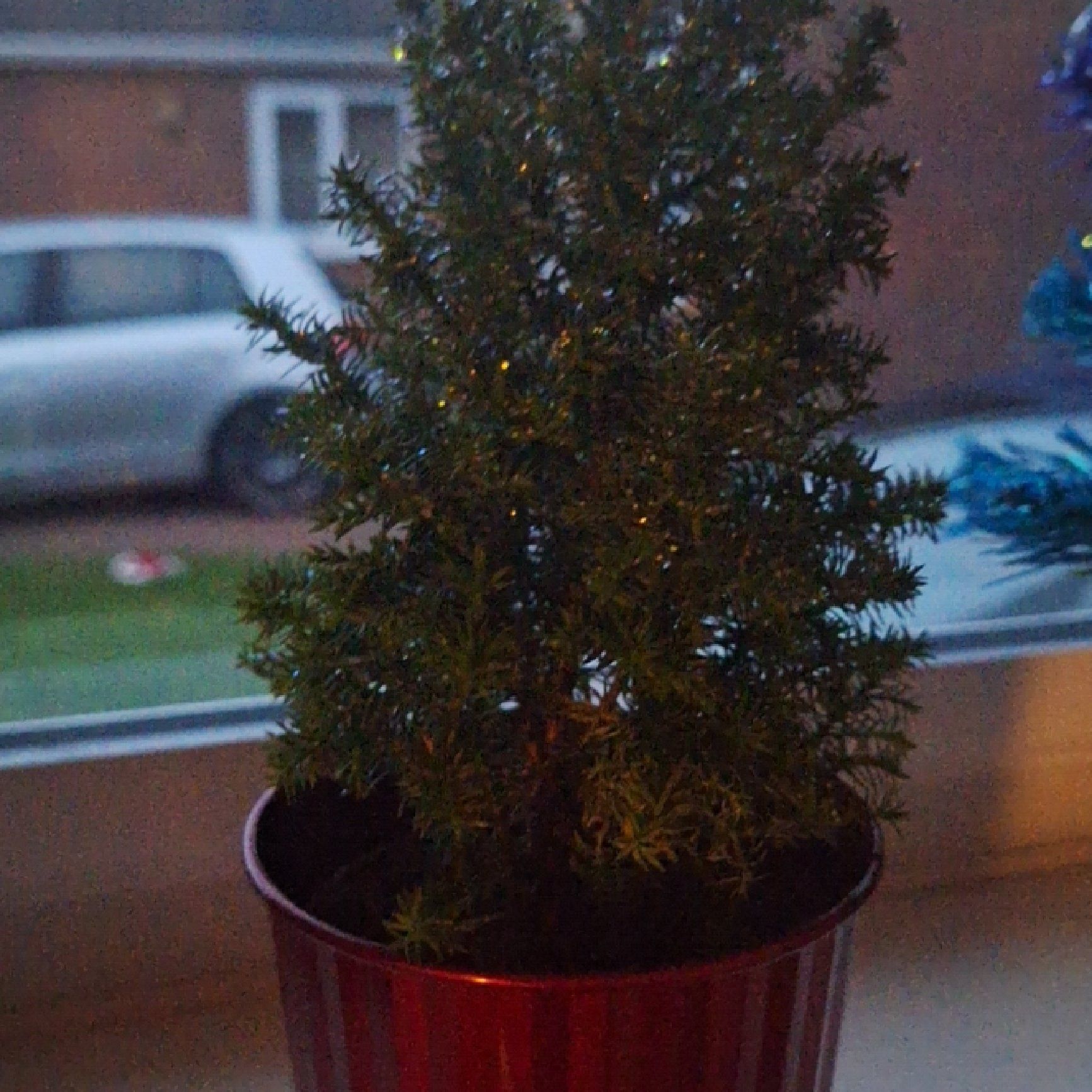 Photo of the plant species Plum Cedar by @BackupSilverspa named Christmas Tree on Greg, the plant care app