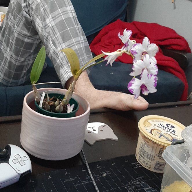 Photo of the plant species Dendrobium 'Enobi Purple Splash' by @ZestMonoceritos named Ena on Greg, the plant care app