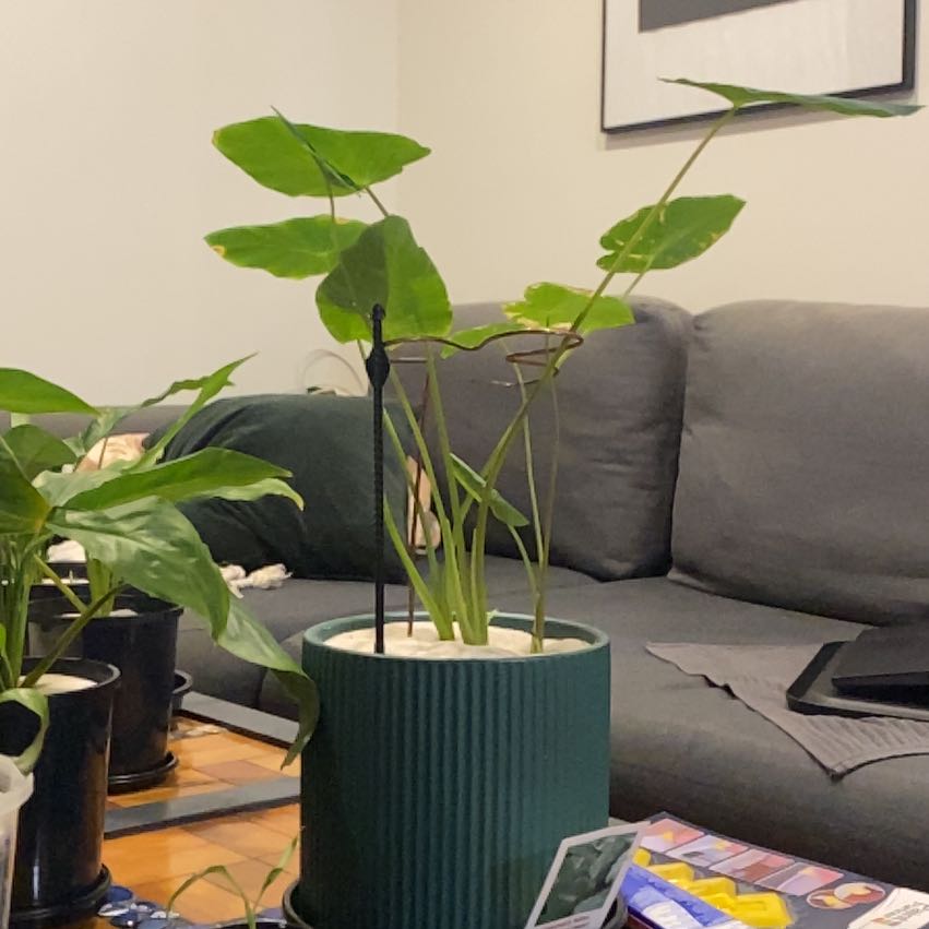 Photo of the plant species Dwarf Elephant Ear by @DinkumRedbean87 named Pax on Greg, the plant care app