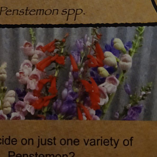 Photo of the plant species Blue Penstemon by @ImportantMint named Tolkien on Greg, the plant care app