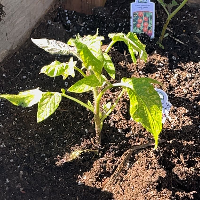 Photo of the plant species Brandywine Heirloom Tomato by @Gremlid named Bigleef Smalls on Greg, the plant care app