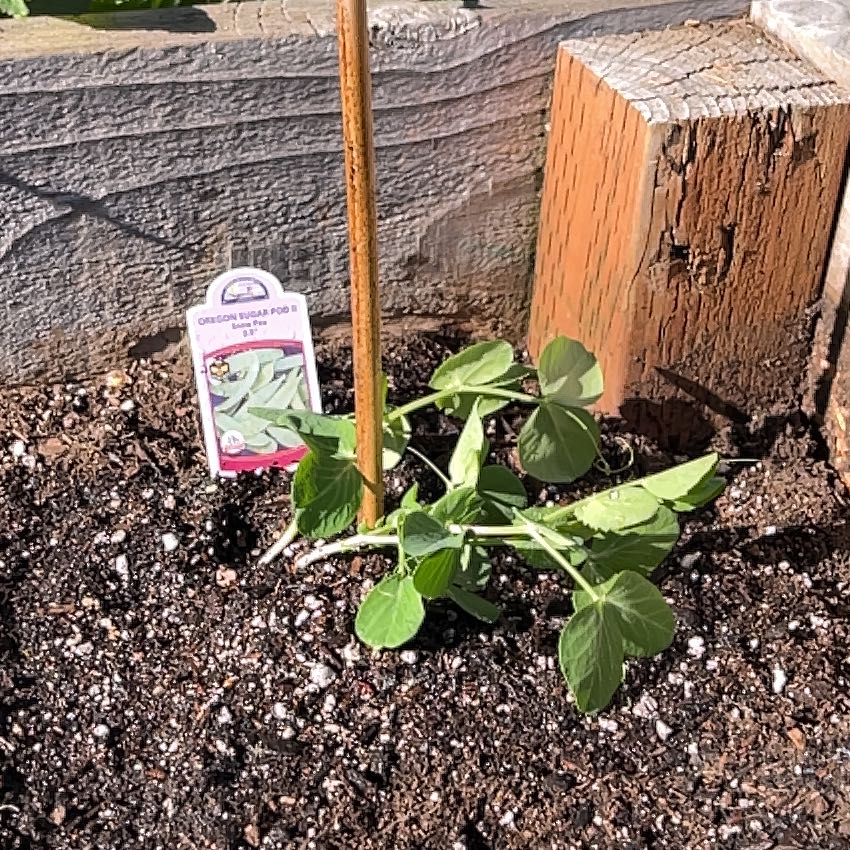Photo of the plant species Oregon Sugar Pod Peas by @Gremlid named Sigmund on Greg, the plant care app