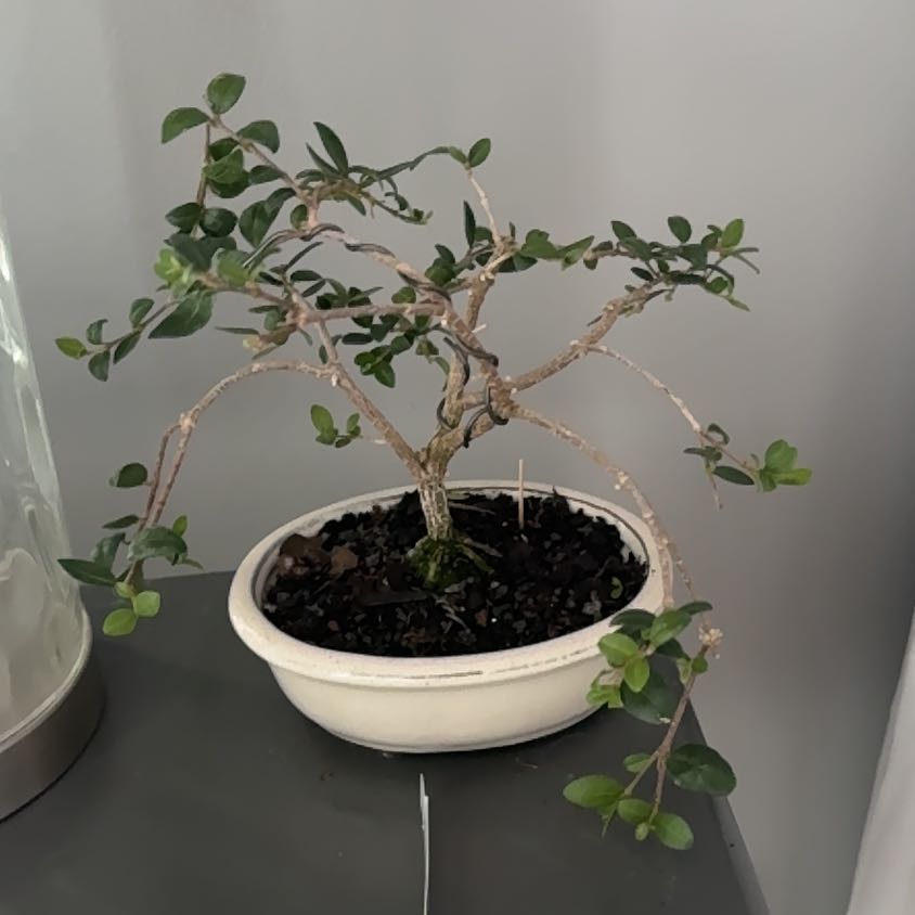 Photo of the plant species Dwarf Weeping Barbados Cherry Tree by @ClimbingChosmo named Bohdi on Greg, the plant care app