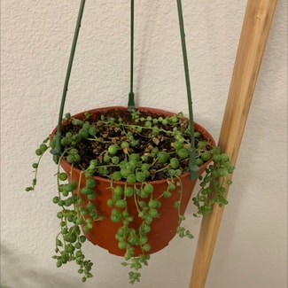 String of Pearls plant in Weatherford, Texas
