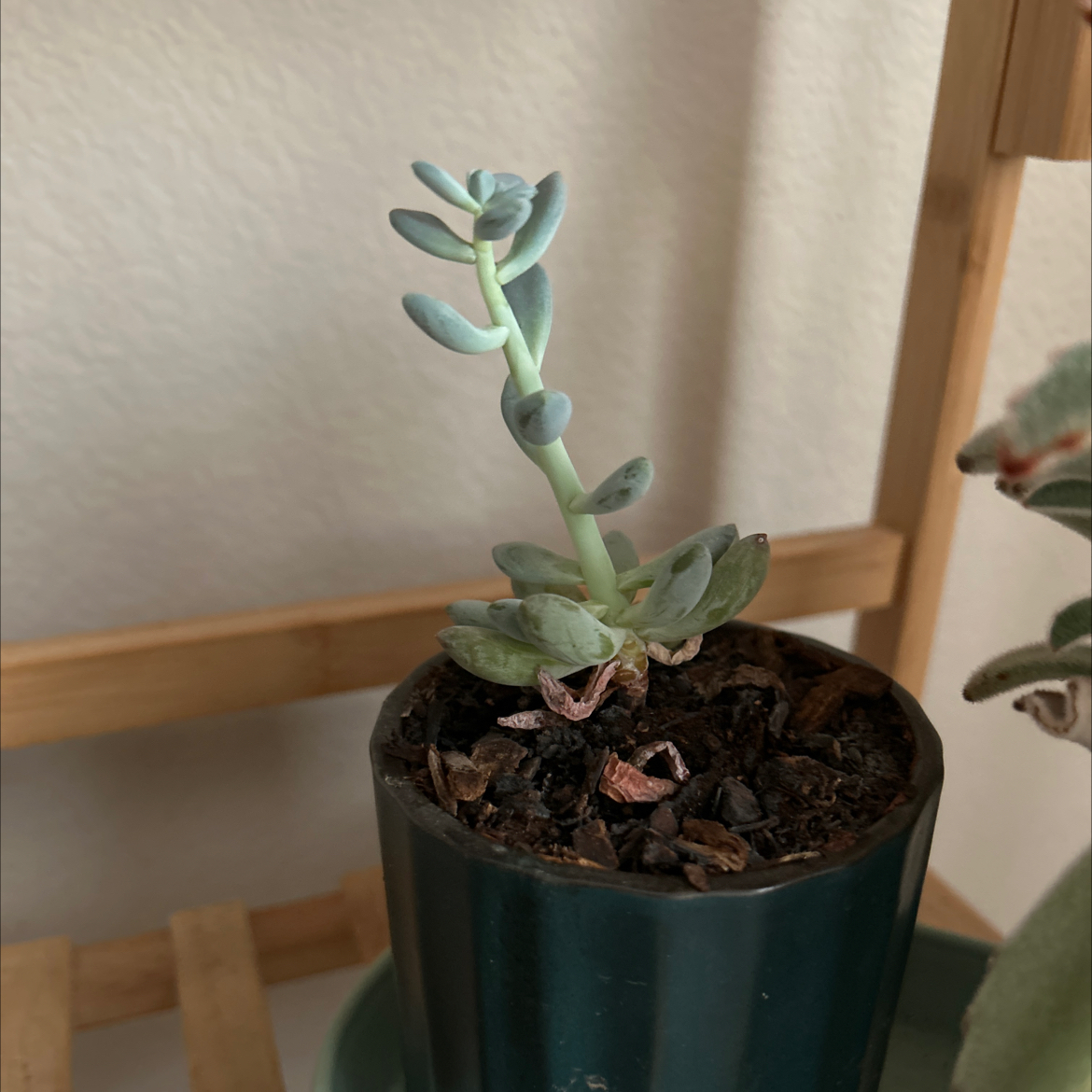 Image of a Belle Blue succulent plant in a pot with some minor browning on lower leaves.