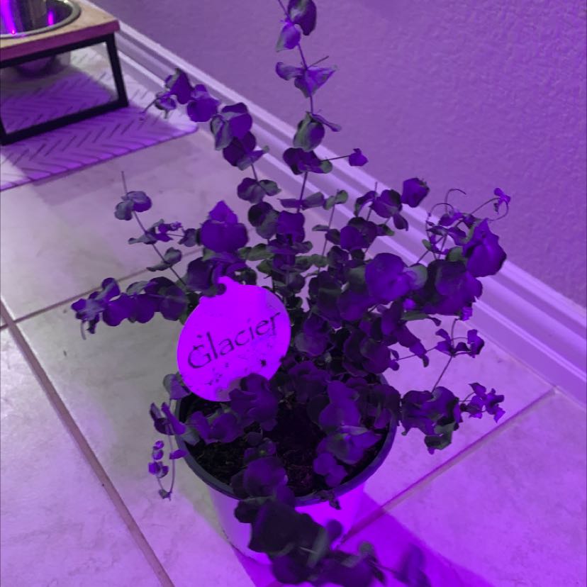 A healthy potted Oxalis triangularis plant with vibrant purple triangular leaves, on a white surface.