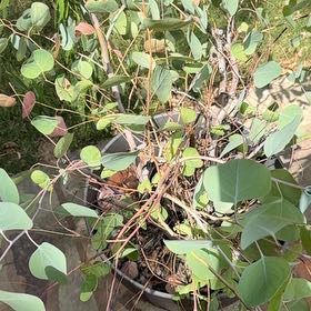 Photo of the plant species Redbox by @ExoticPeyote named Ulysses S Plant on Greg, the plant care app