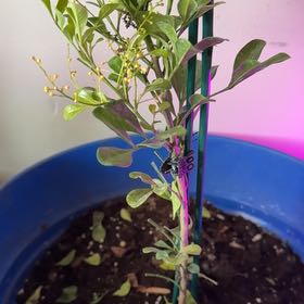 Photo of the plant species Chinese Perfume Plant by @YesTaro87 named Fernie Mac on Greg, the plant care app