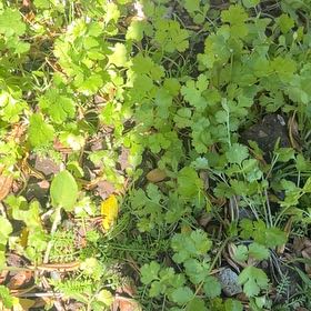 Photo of the plant species Smallflower Buttercup by @AceTwister95 named Miley on Greg, the plant care app
