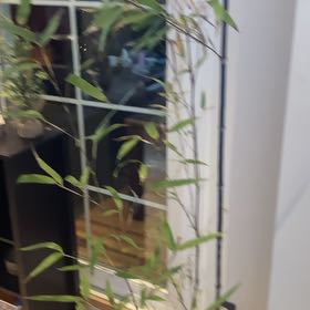 Photo of the plant species Black Bamboo 'Othello' by @PetCowbane40 named Coco on Greg, the plant care app
