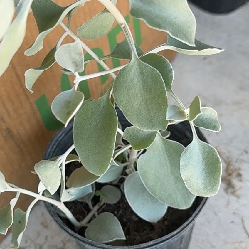 Photo of the plant species Silver Teaspoons by @PrimalCarrottop named Kesha on Greg, the plant care app