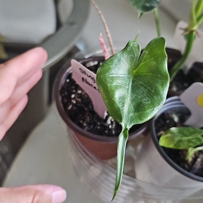 Photo of the plant species Stingray Plant by @SelfmadeSalsify named Delilah on Greg, the plant care app