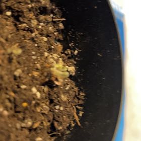 Photo of the plant species Common Bladder Moss by @GoodyAgarito named Morgan Treeman on Greg, the plant care app