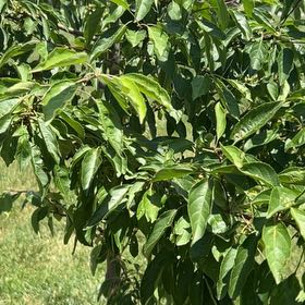 Photo of the plant species Citharexylum Spinosum by @GoodyAgarito named Osmo on Greg, the plant care app