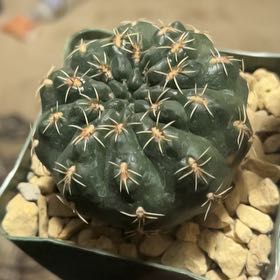 Photo of the plant species Crested Dwarf Chin Cactus by @FreeCeratiola named Annie on Greg, the plant care app