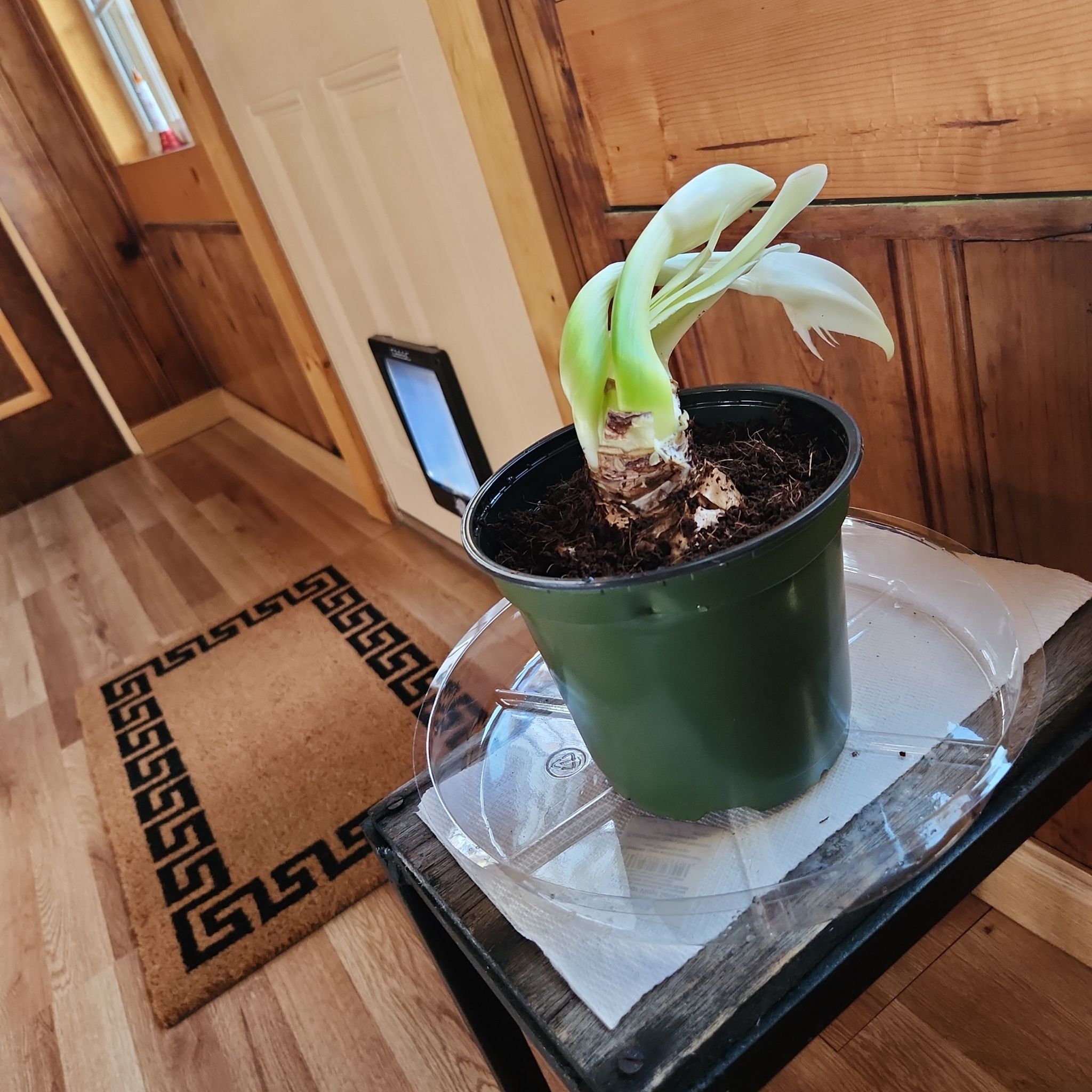 Photo of the plant species Amaryllis 'Glee' by @WellmadeFanpalm named Apollo on Greg, the plant care app