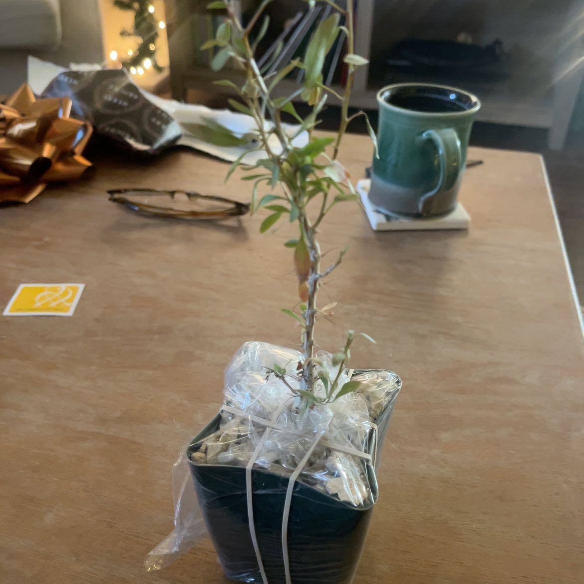 Photo of the plant species Idria columnaris by @StunningViolet named Wendell on Greg, the plant care app