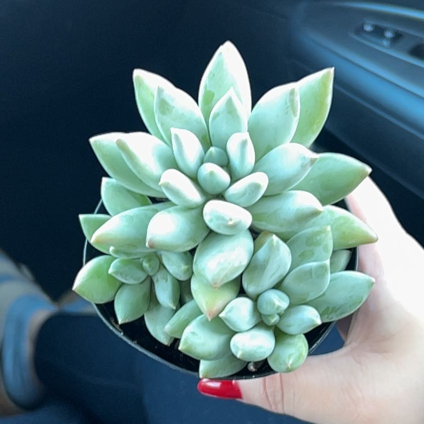 Photo of the plant species Moonsilver by @YardCat76 named Peter Pach on Greg, the plant care app