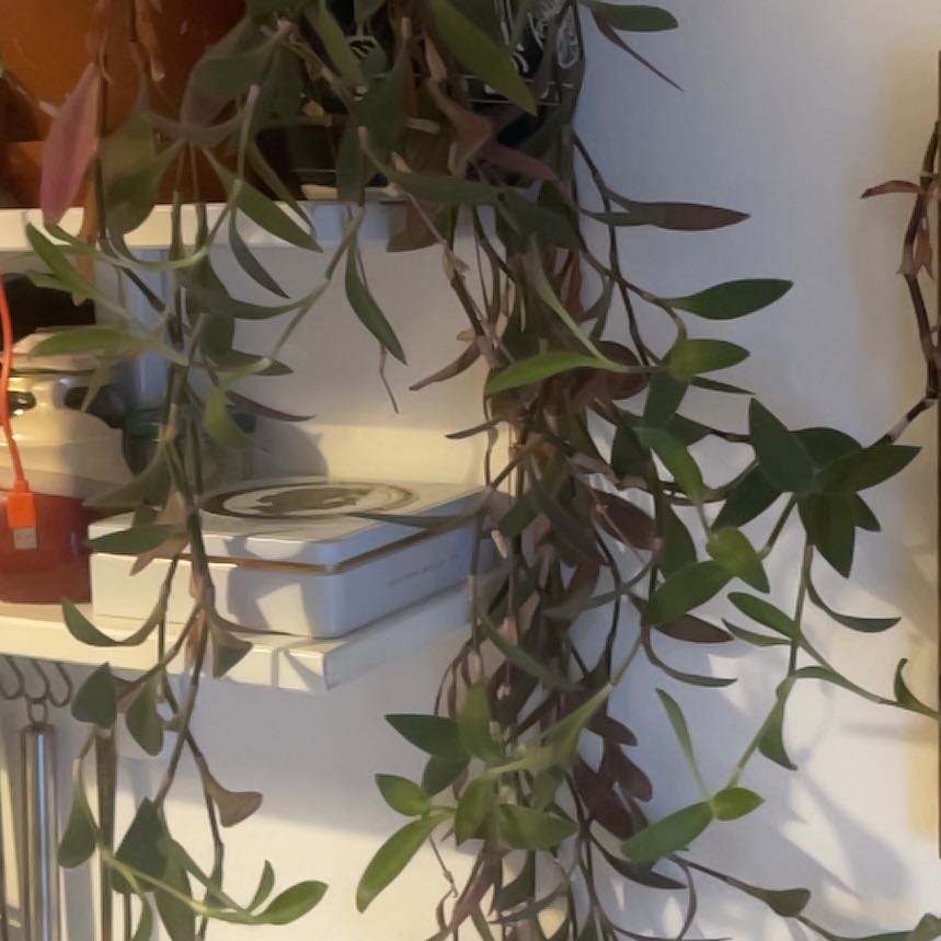 Photo of the plant species Spiderwort by @BabyBlackalder named Austen on Greg, the plant care app