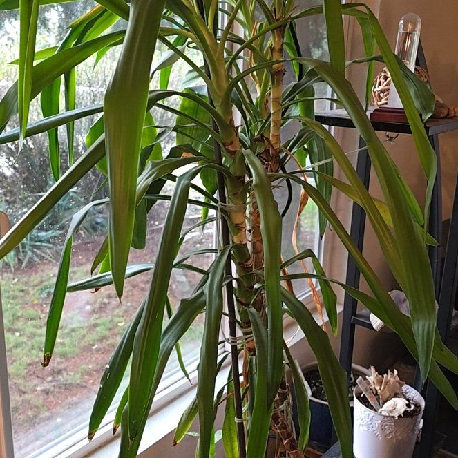 Photo of the plant species Corn Plant by @ChiefRedrose95 named da Vinci on Greg, the plant care app