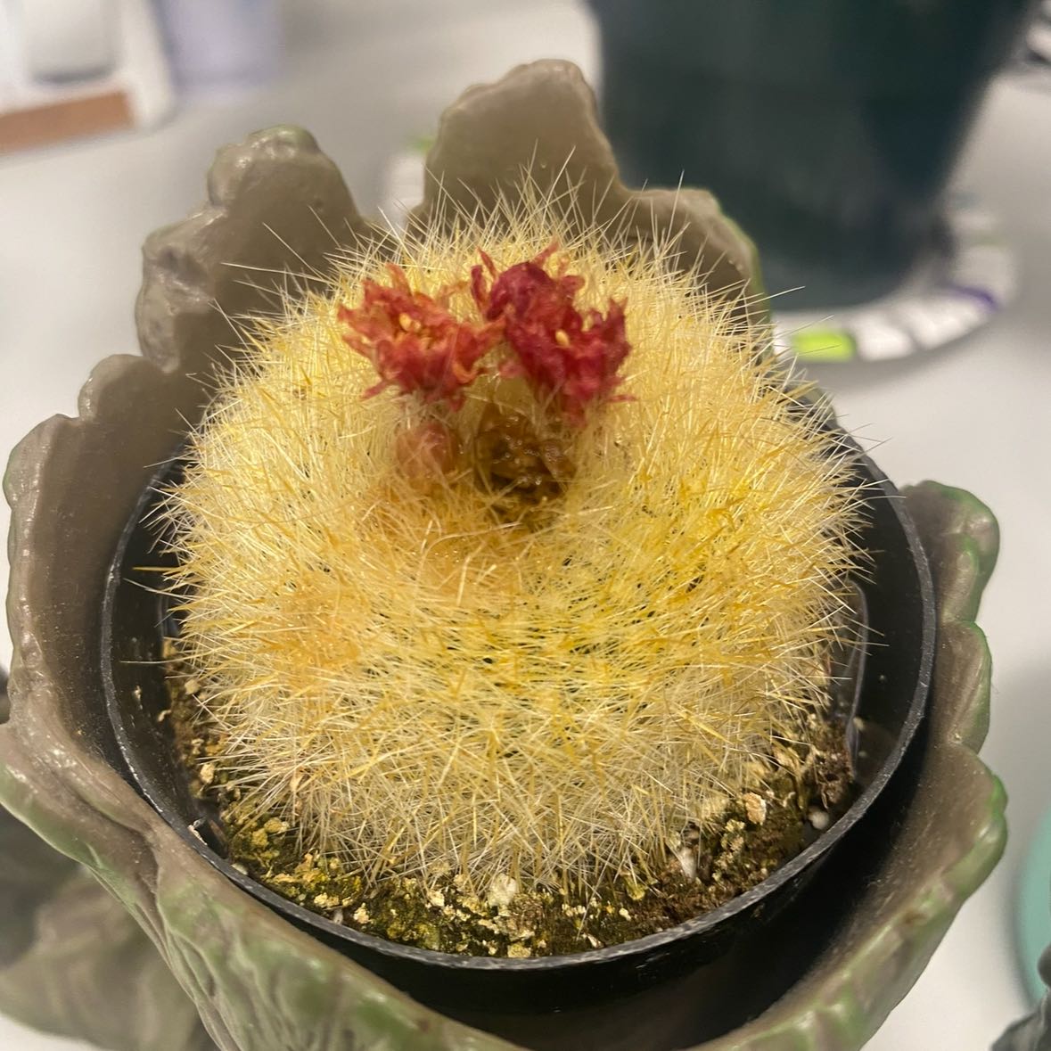 Photo of the plant species Golden Pincushion Cactus by @QuemefulMelon59 named Rose on Greg, the plant care app