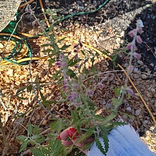 Photo of the plant species Russian Sage 'Crazyblue' by @MotherWildramp named Natalia on Greg, the plant care app