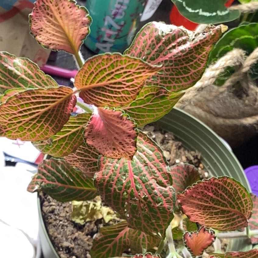 Photo of the plant species Red Anna Potato by @YeveBlackpea69 named Harry on Greg, the plant care app
