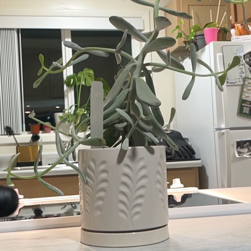 Photo of the plant species Cotyledon 'Silver Peak' by @UrbaneBarley35 named Athena on Greg, the plant care app