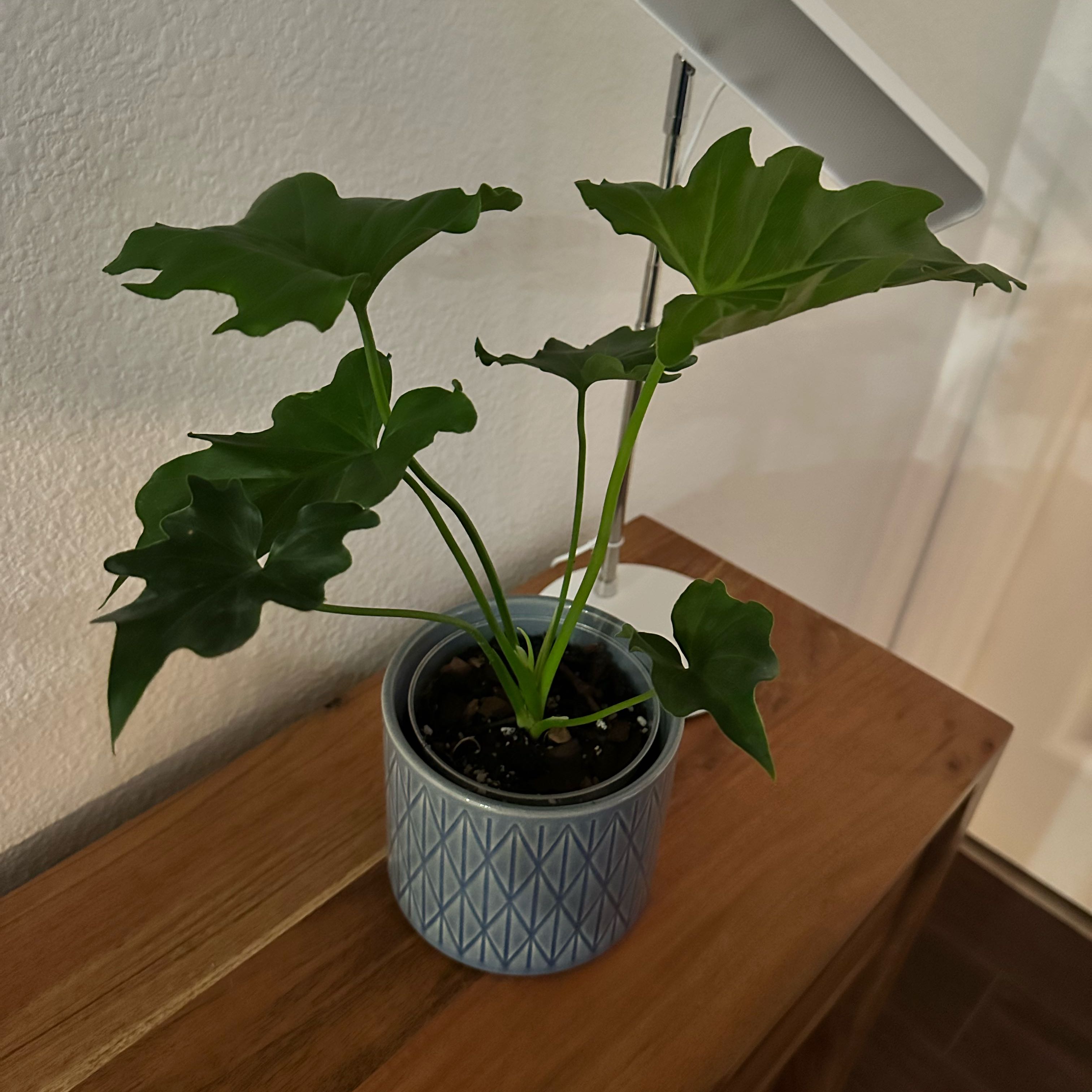 Photo of the plant species Philodendron Golden Dragon by @GreatestHopsage named Elliot on Greg, the plant care app