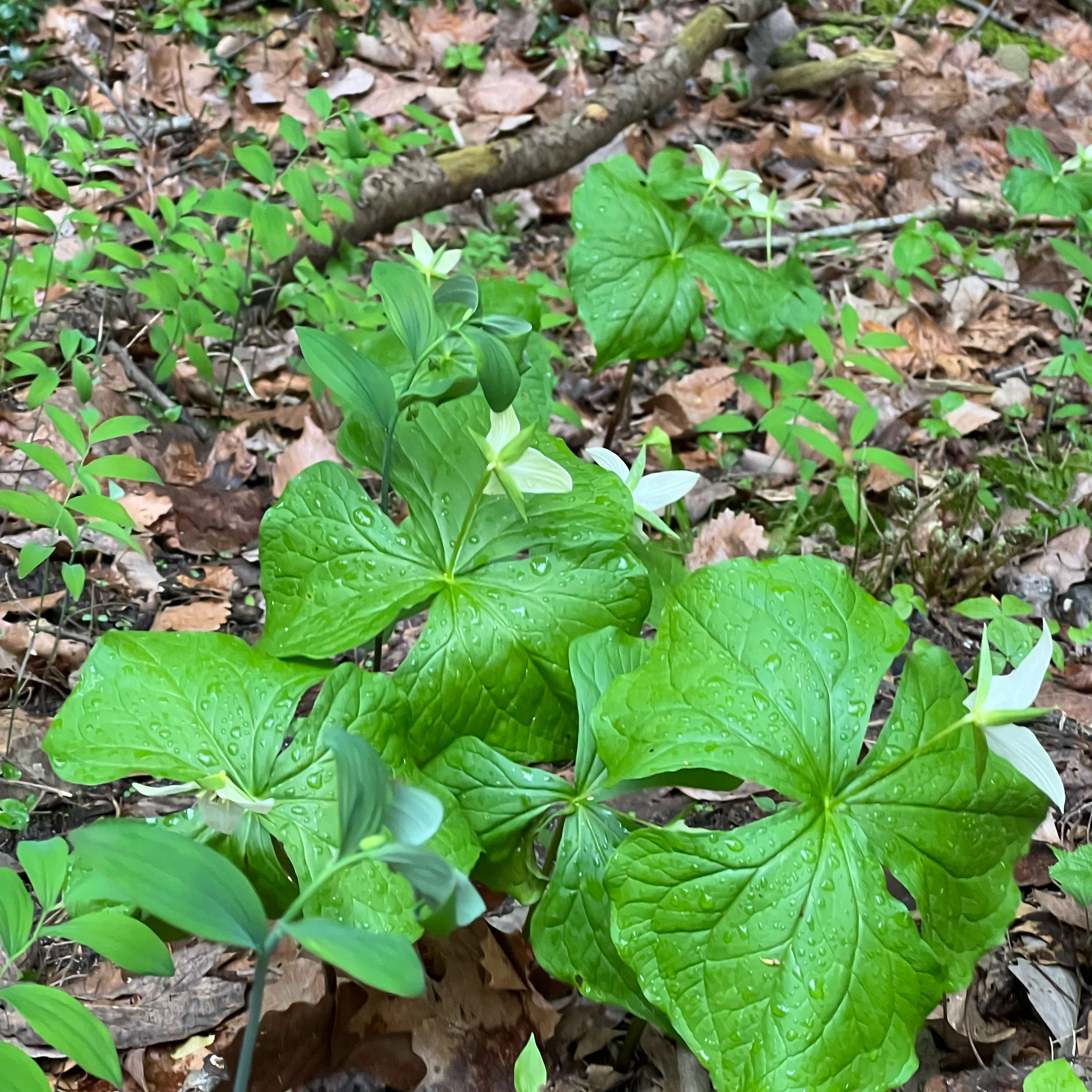 Photo of the plant species Red Trillium by @SilveryRedbean named Bella on Greg, the plant care app