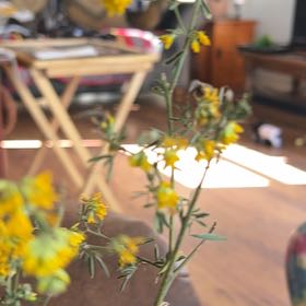 Photo of the plant species Alfalfa by @MarkedPunanova named Taylor Swift on Greg, the plant care app